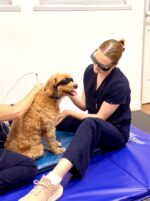 The Vet Lounge Coomera