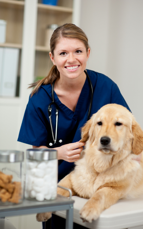 family vet